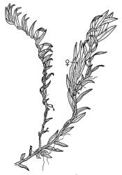 Fissidens waiensis, habit ♀ shoot. Drawn from A.E. Wright 10933, AK 201274.
 Image: R.C. Wagstaff © Landcare Research 2014 